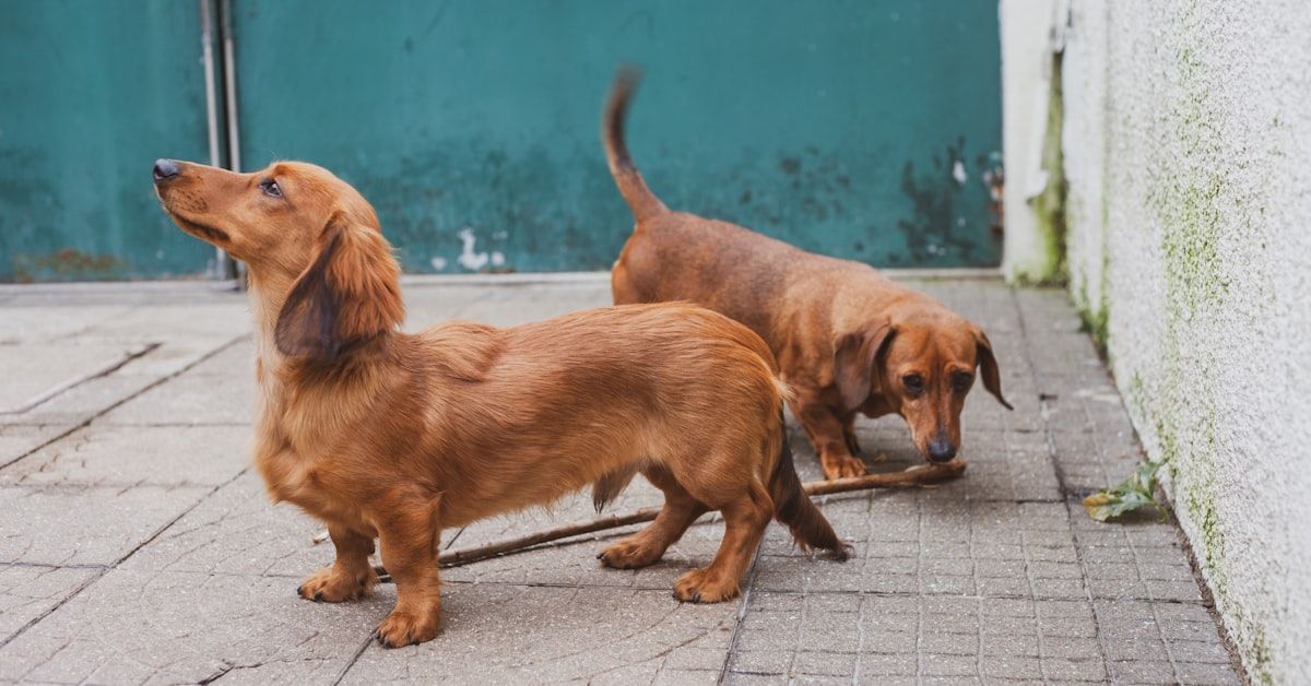 Descubre los Remedios Caseros para los Perros con Diarrea: Guía Completa