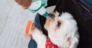 Remedios Caseros Efectivos para Aliviar la Gripe en Perros
