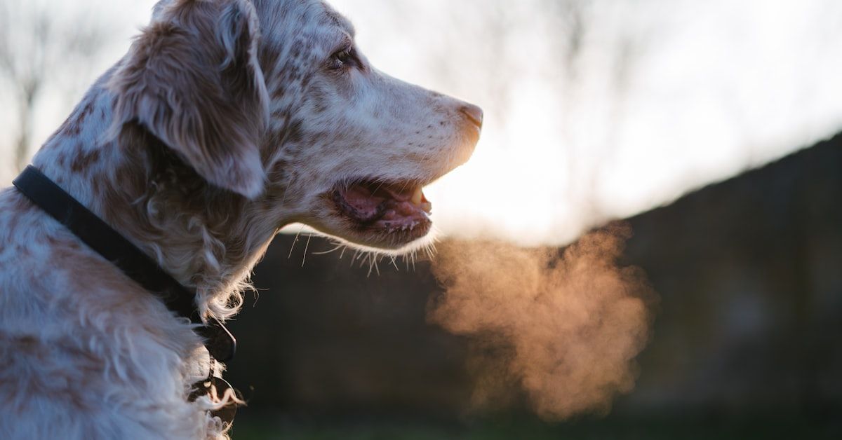 Remedios Caseros para Perros con Gases: Soluciones Efectivas