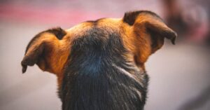 Los mejores remedios caseros para perros desnutridos - Guía completa