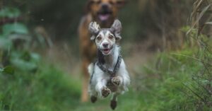 Guía completa de remedios caseros para perros empachados