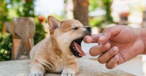 8 Remedios Caseros Efectivos Para Perros Estíticos