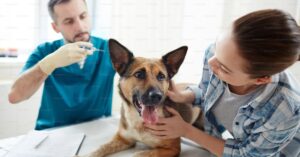 Remedios Caseros para Perros por Envenenamiento: Guía Esencial