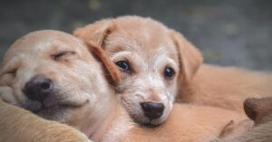Remedios caseros para sarna perros: Guía completa de tratamientos efectivos