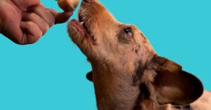 10 Eficaces Remedios Caseros para Tos Perros que Puedes Preparar en Casa