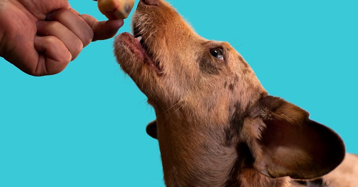 10 Eficaces Remedios Caseros para Tos Perros que Puedes Preparar en Casa