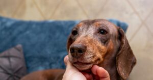 Remedios caseros repelente para perros: Guía completa de preparación