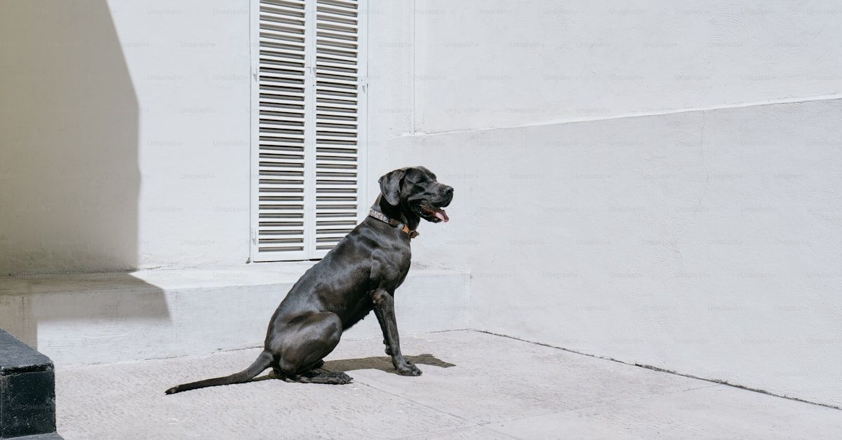 Remedios caseros.para perros.decaidos: Guía completa